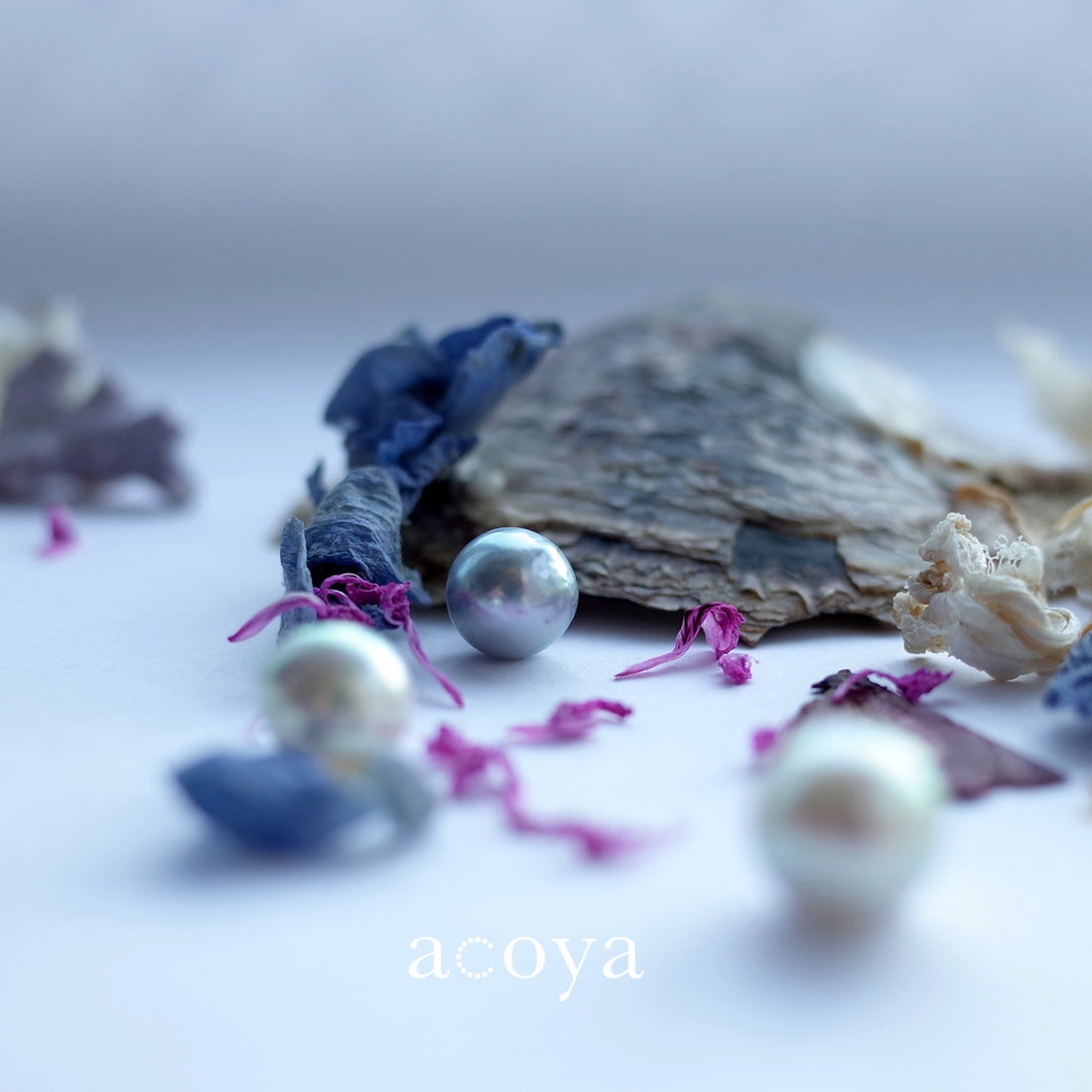 【KOBE】Acoya in KOBE