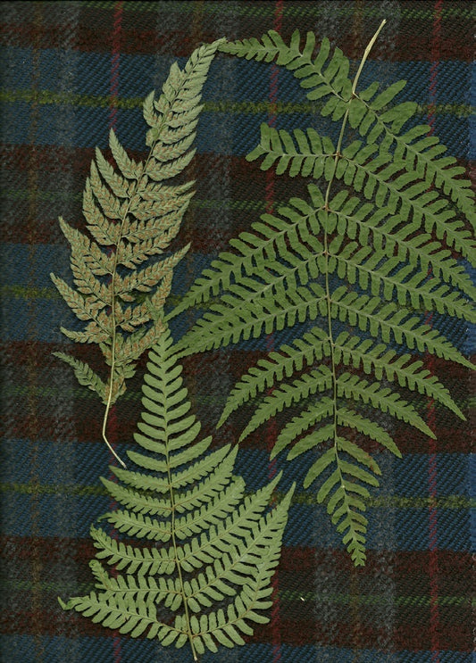 【Colomba Leddi】MULTICOVER_LINEN_fern