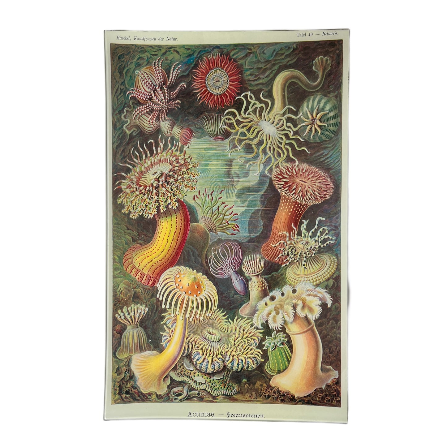 【JOHN DERIAN】デコパージュプレート Actiniae (Sea Anemones)
