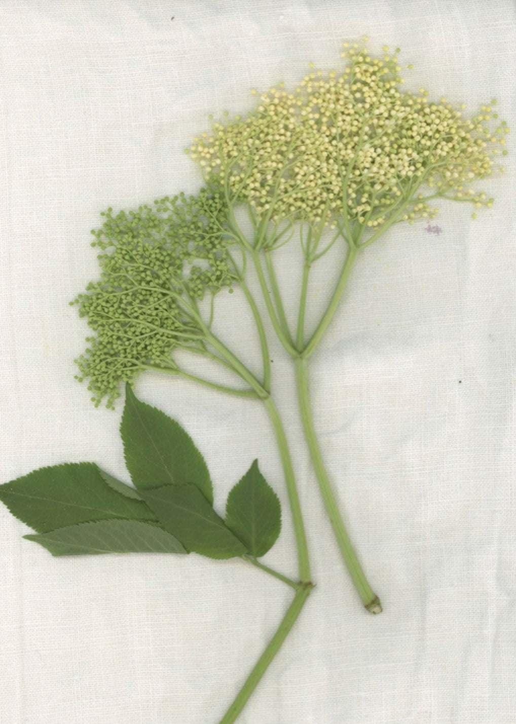 【Colomba Leddi】CURTAIN_COTTON VOILE_elderberry