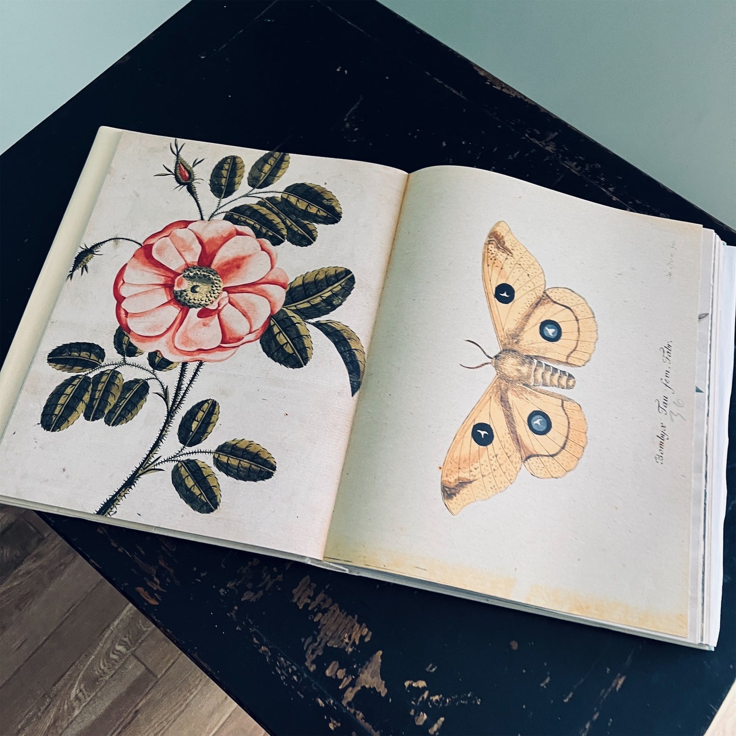 【JOHN DERIAN】ピクチャーブック Picture Book