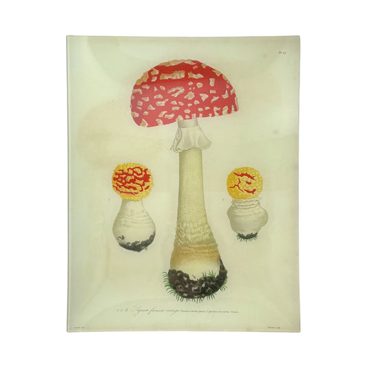 【JOHN DERIAN】デコパージュプレート Mushrooms (Plate 19)