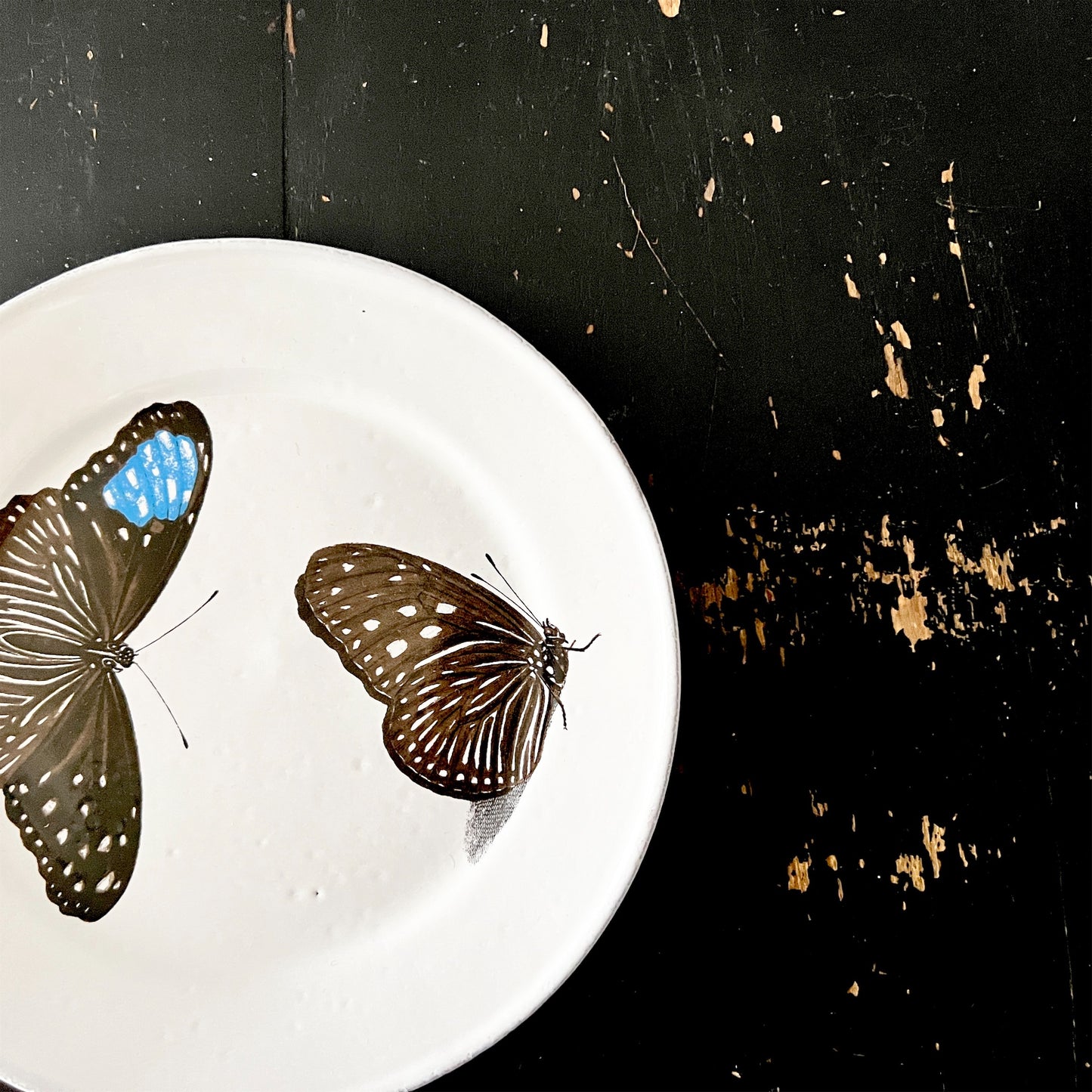 【Astier de Villatte】John Flying-Landed Butterfly プレート