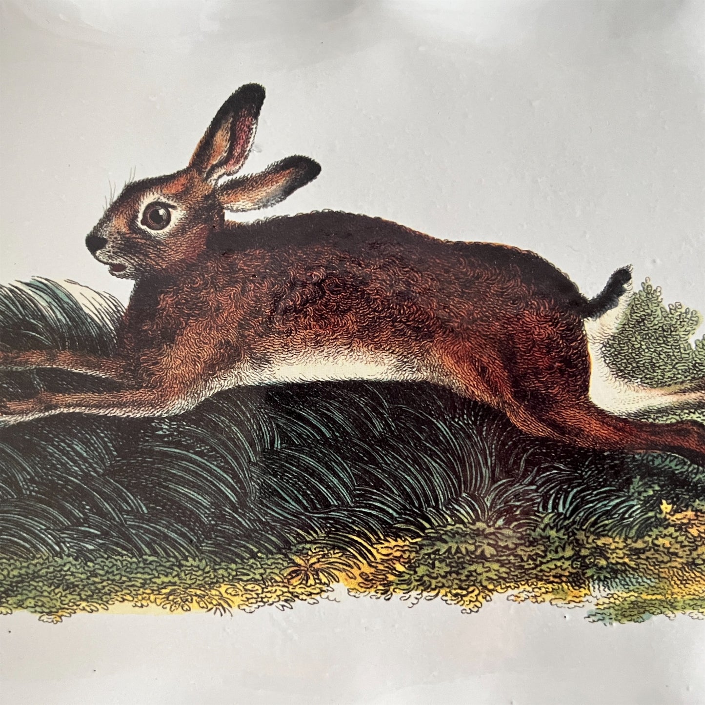 【Astier de Villatte】John Jumping Rabbit プレート