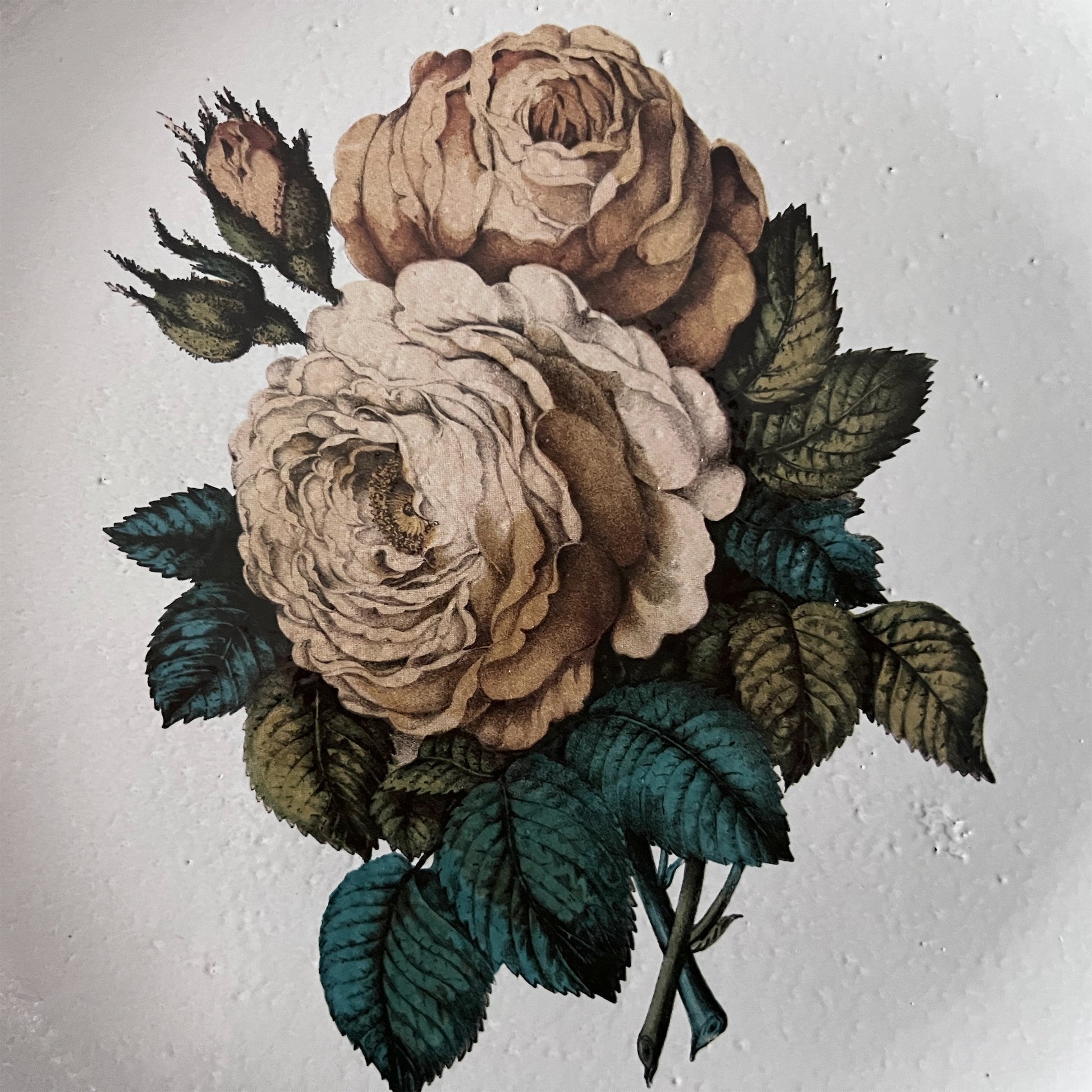 【Astier de Villatte】Sepia Rose プレート