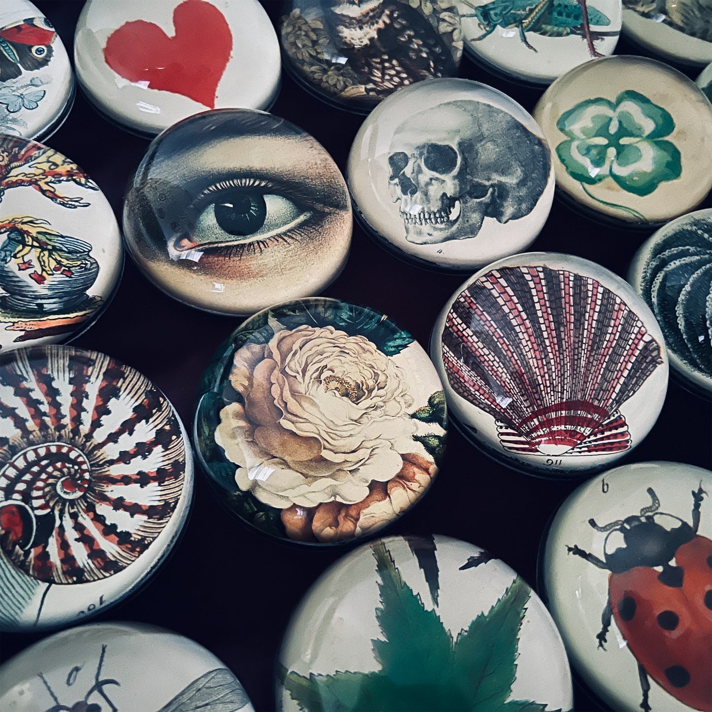 【JOHN DERIAN】デコパージュペーパーウェイト Sea Plant 356
