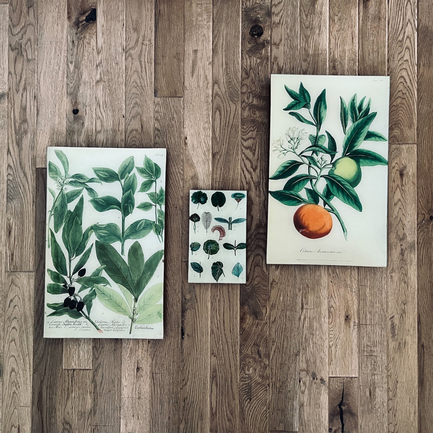 【JOHN DERIAN】デコパージュプレート Bitter Orange - Citrus Aurantium (History of Plants)