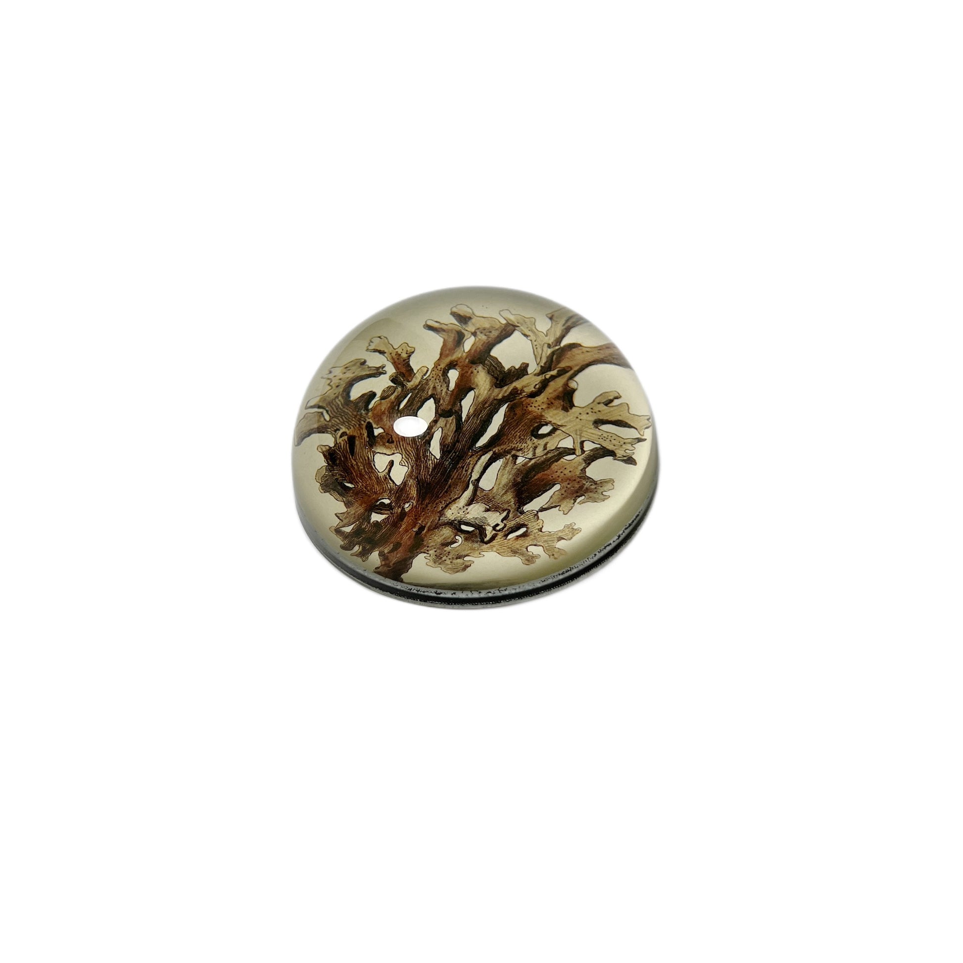 【JOHN DERIAN】デコパージュペーパーウェイト Brown Seaplant