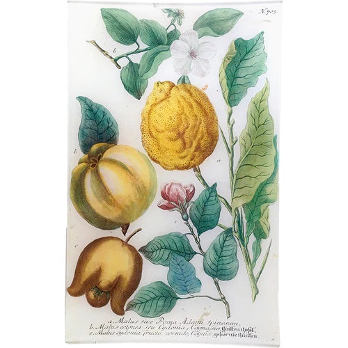 【JOHN DERIAN】デコパージュプレート N. 703 Lemon & Quince