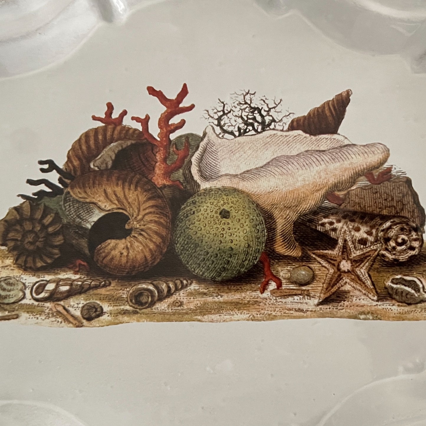 【Astier de Villatte】Shells 1754 Platter