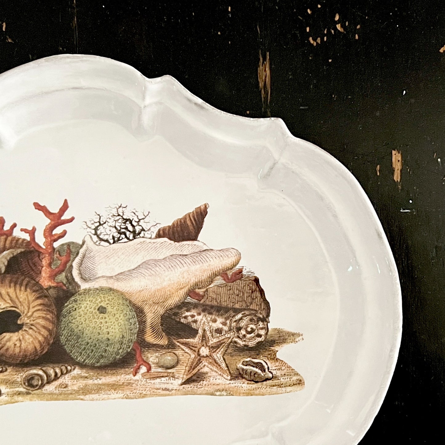 【Astier de Villatte】Shells 1754 Platter