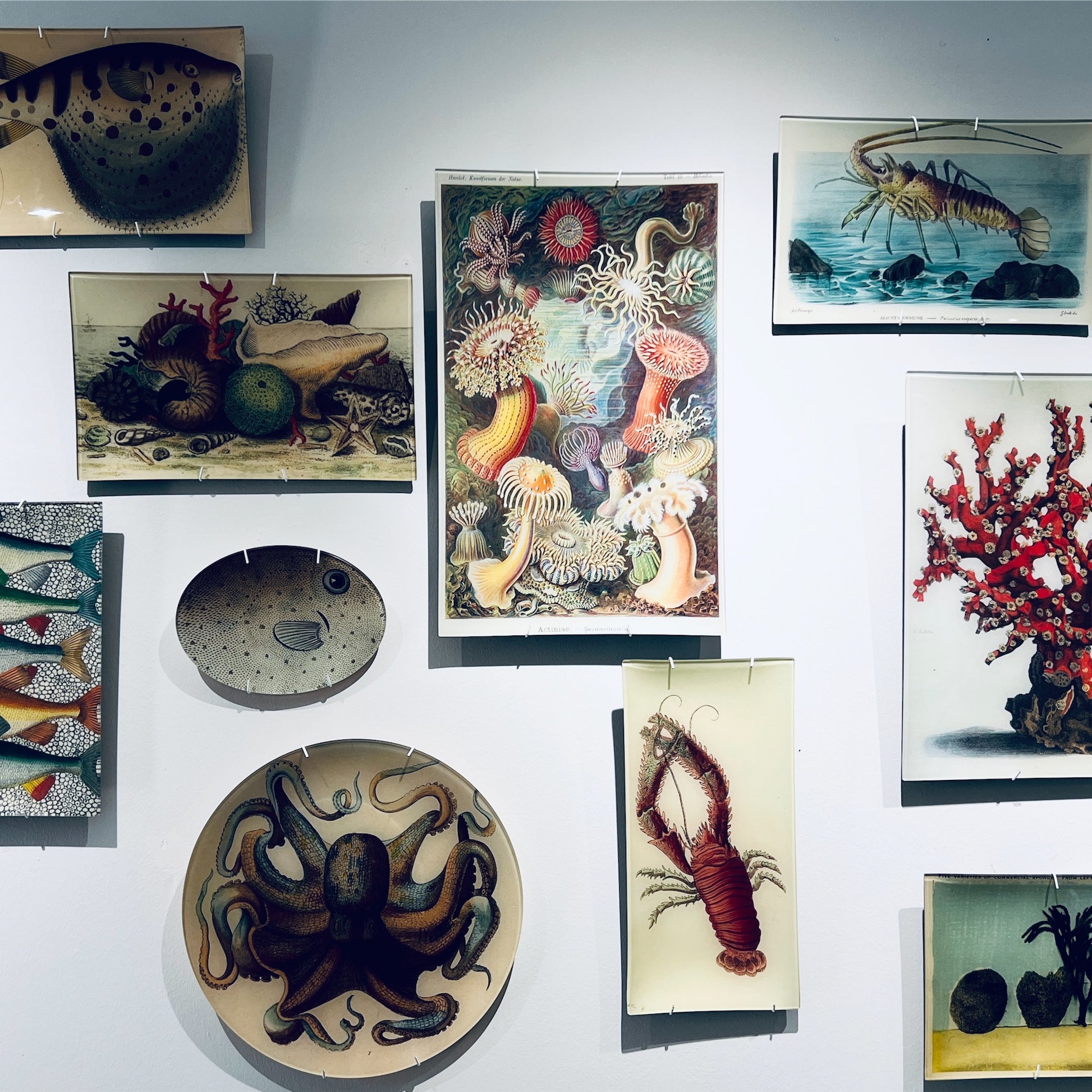 【JOHN DERIAN】デコパージュプレート Turtle