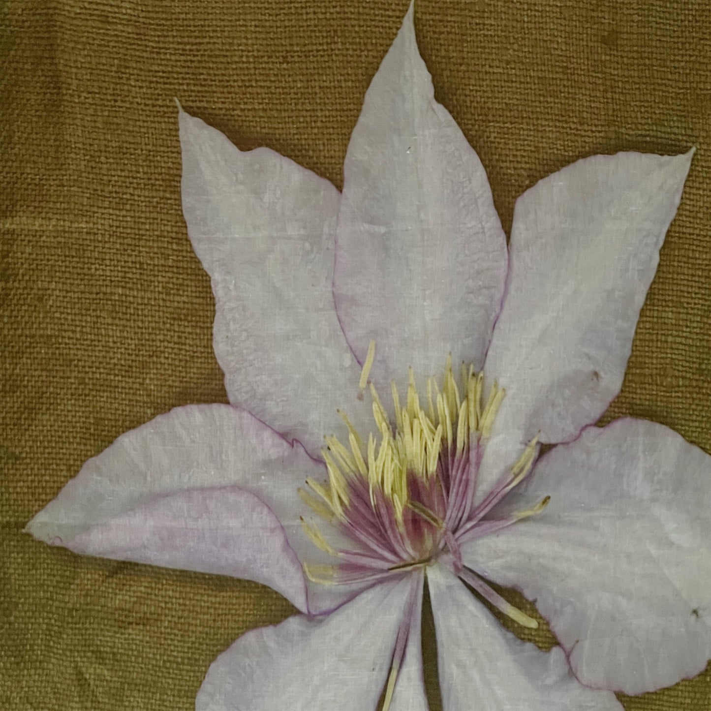 【colomba ledddi】Multicover_Linen_Clemantis