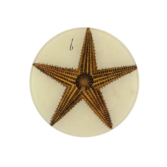 【JOHN DERIAN】デコパージュプレート Starfish