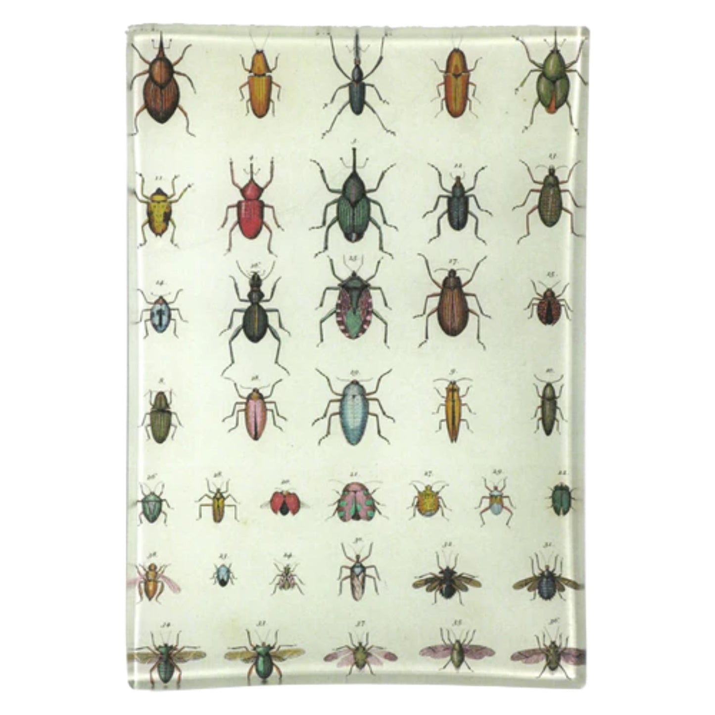 【JOHN DERIAN】デコパージュプレート Torn Insects Mini-Tray