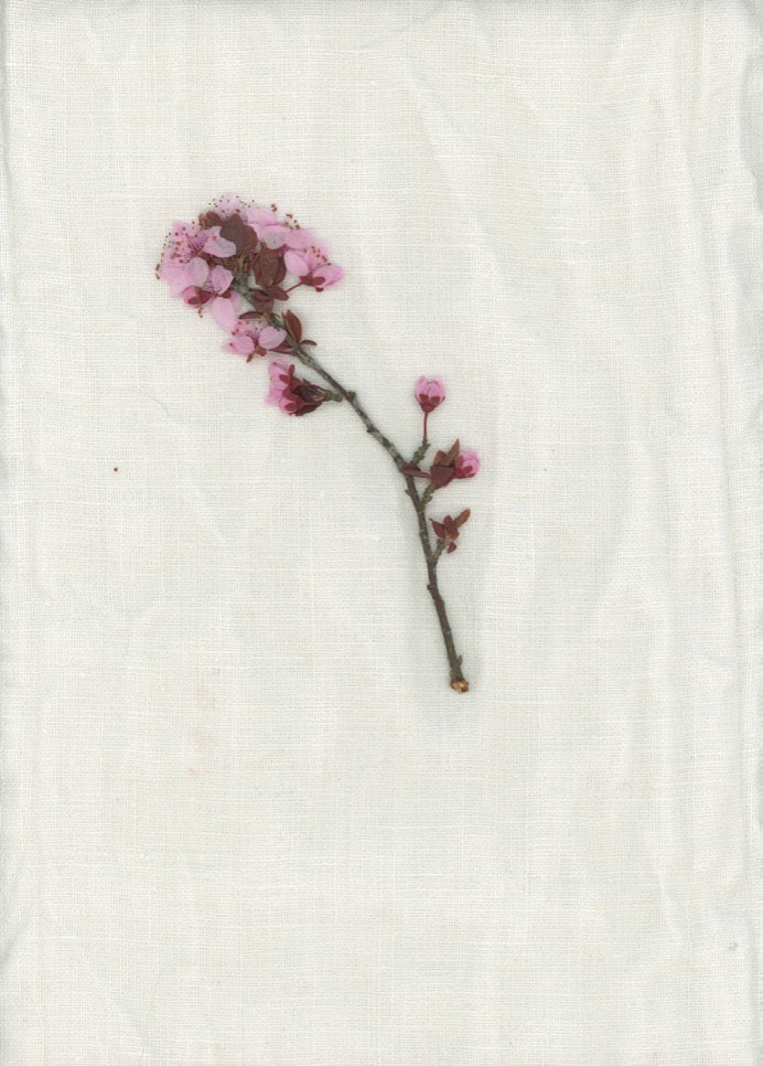 Colomba Leddi】CURTAIN_COTTON VOILE_mastricco avenue | フィール