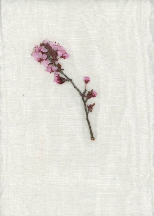 【Colomba Leddi】CURTAIN_COTTON VOILE_mastricco avenue