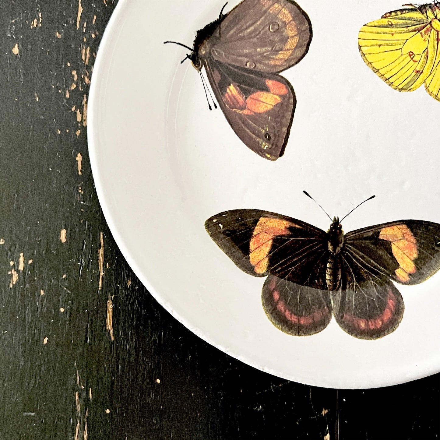【Astier de Villatte】John Three Butterflies プレート