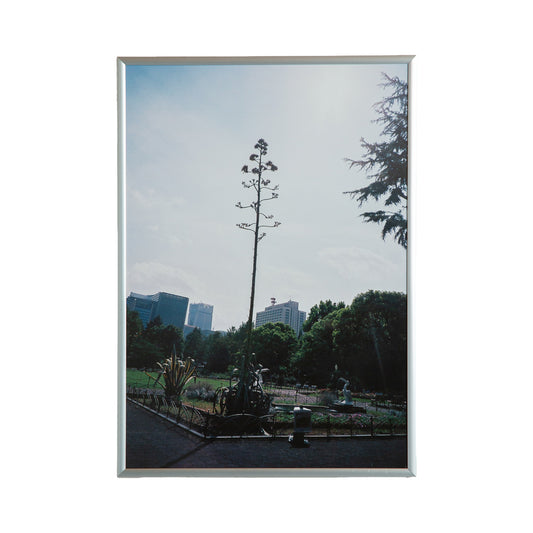 【Loco Kinoshita】Century Plant/100年に一度の_