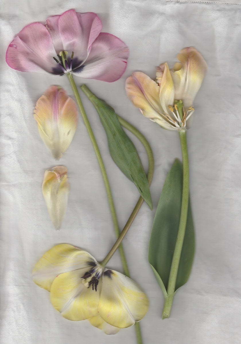 【Colomba Leddi】COAT_LINEN_three tulips