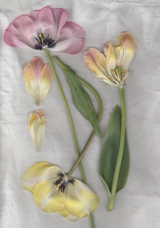 【Colomba Leddi】COAT_LINEN_three tulips