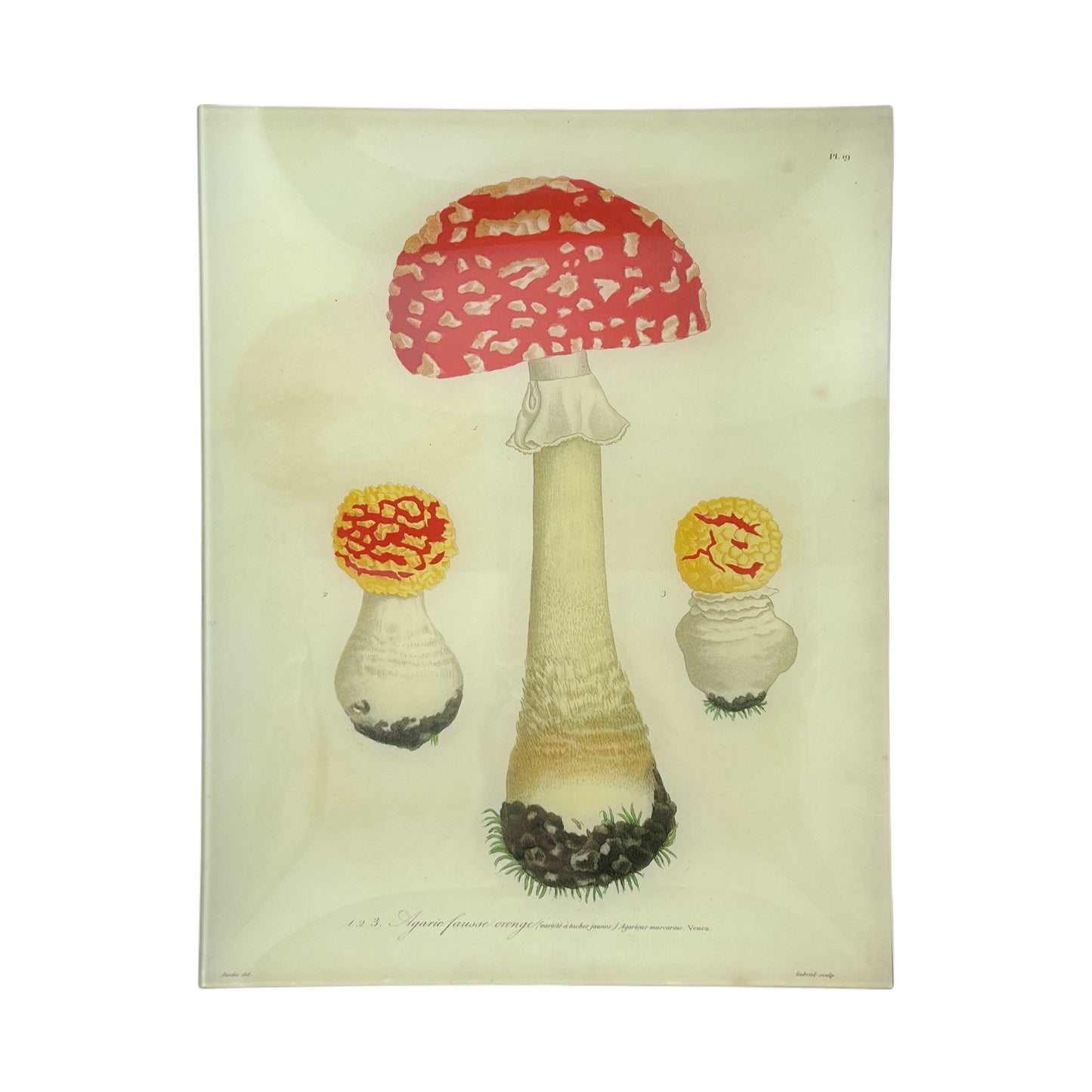 【JOHN DERIAN】デコパージュプレート Mushrooms (Plate 19)