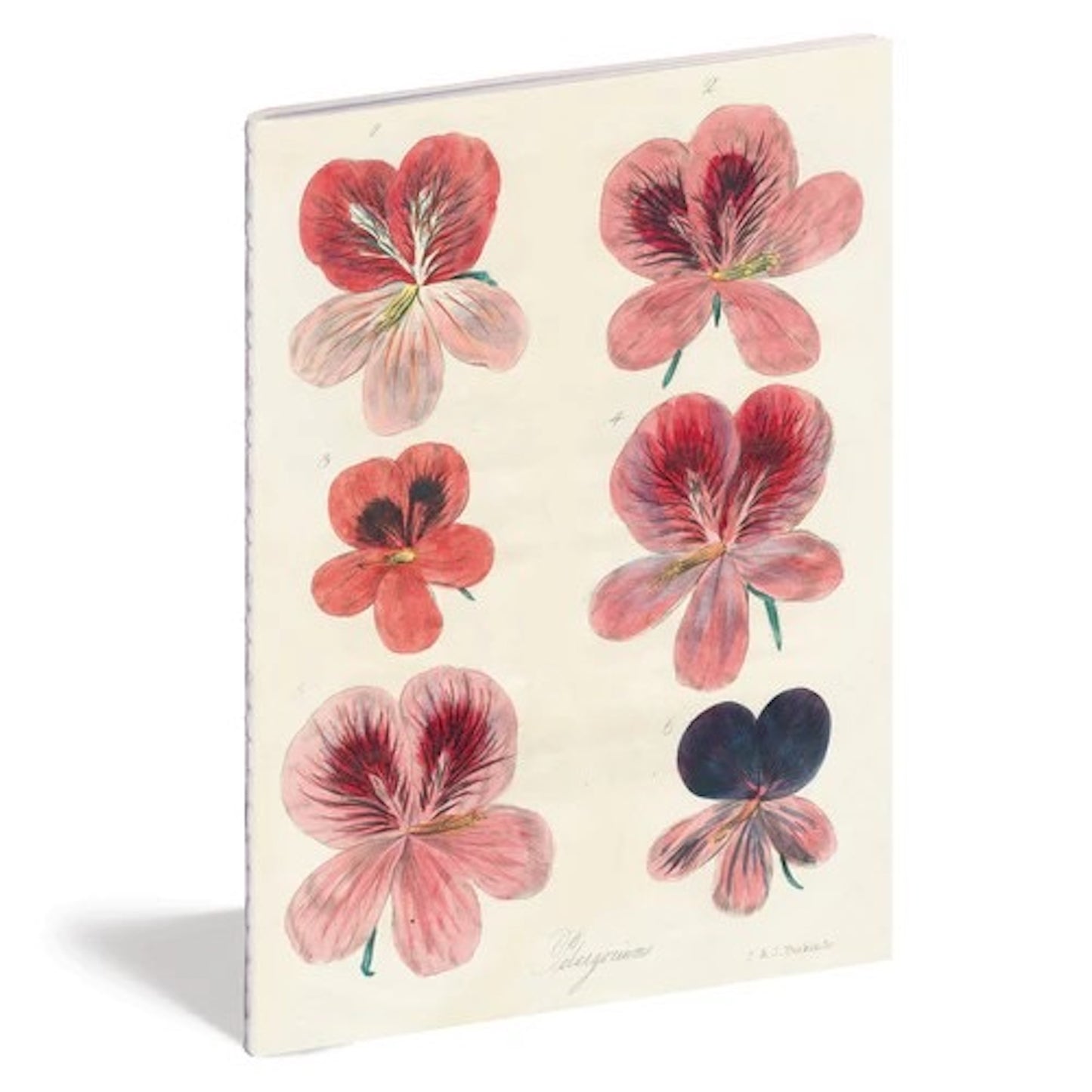 【JOHN DERIAN】IN THE GARDEN NOTEBOOK SET