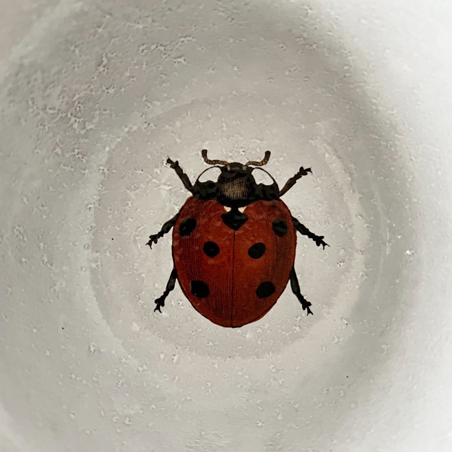 【Astier de Villatte】Ladybug スーププレート