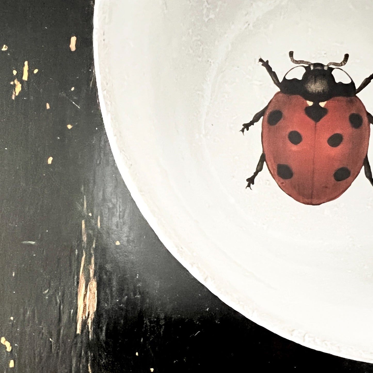 【Astier de Villatte】Ladybug スーププレート