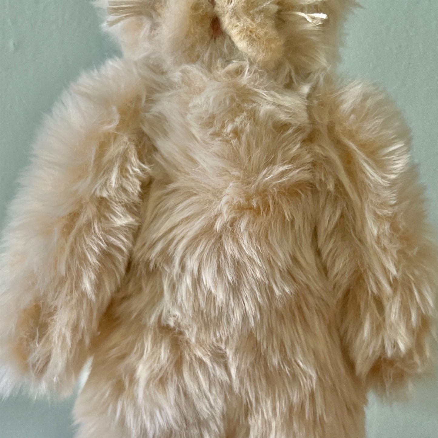 【AYUKO HAZU】Cat T 6