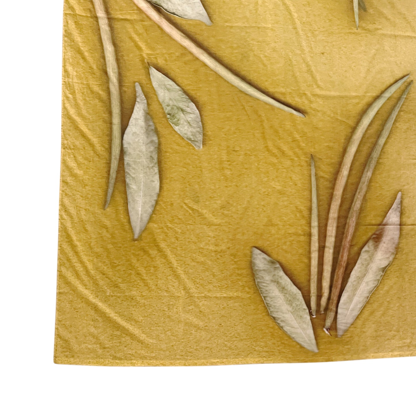【colomba ledddi】Curtain_Cotton Voile_Natura Lime