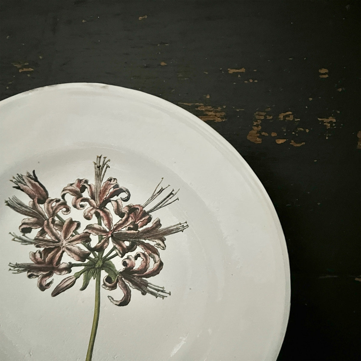 【Astier de Villatte】Guernsey Lily Soup Plate