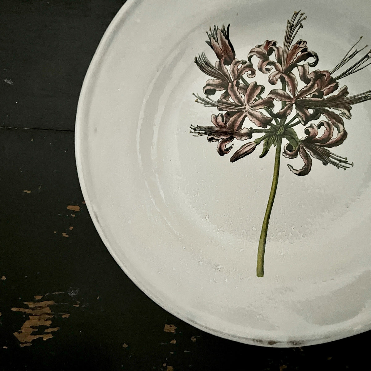 【Astier de Villatte】Guernsey Lily Soup Plate