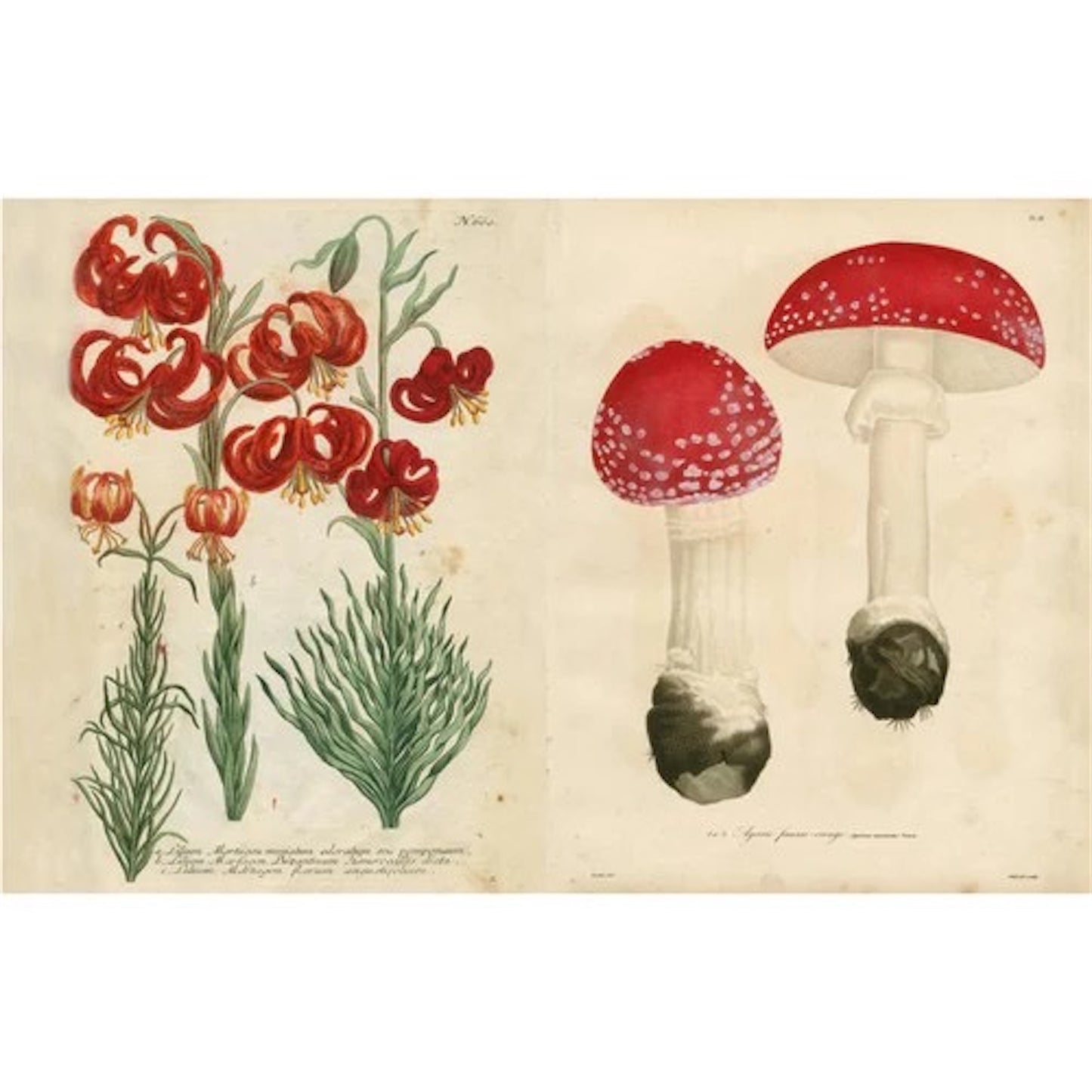 【JOHN DERIAN】ピクチャーブック Picture Book II / signed