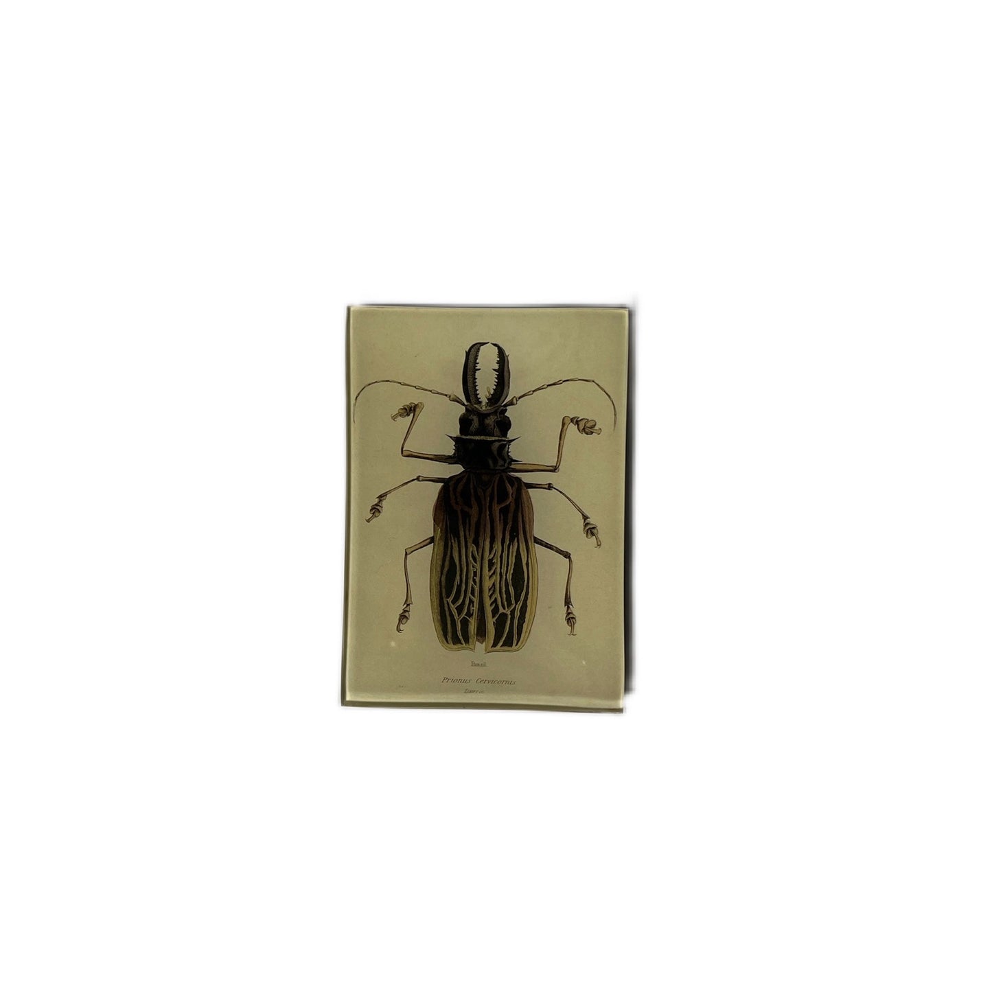 【JOHN DERIAN】デコパージュプレート Brazil Beetle