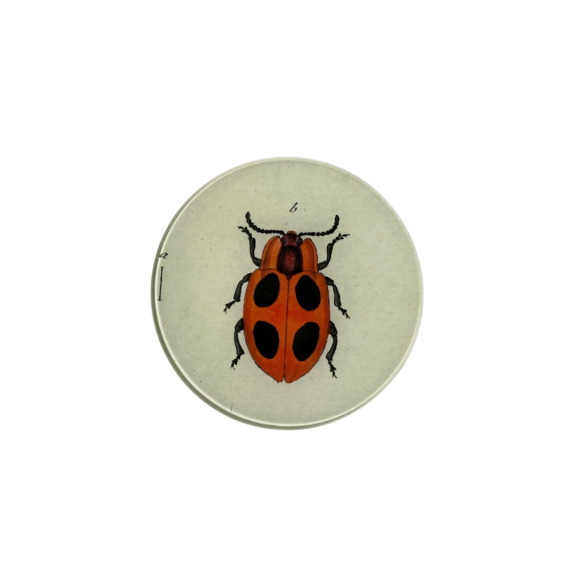 【JOHN DERIAN】デコパージュプレート Big Dot Lady Bug