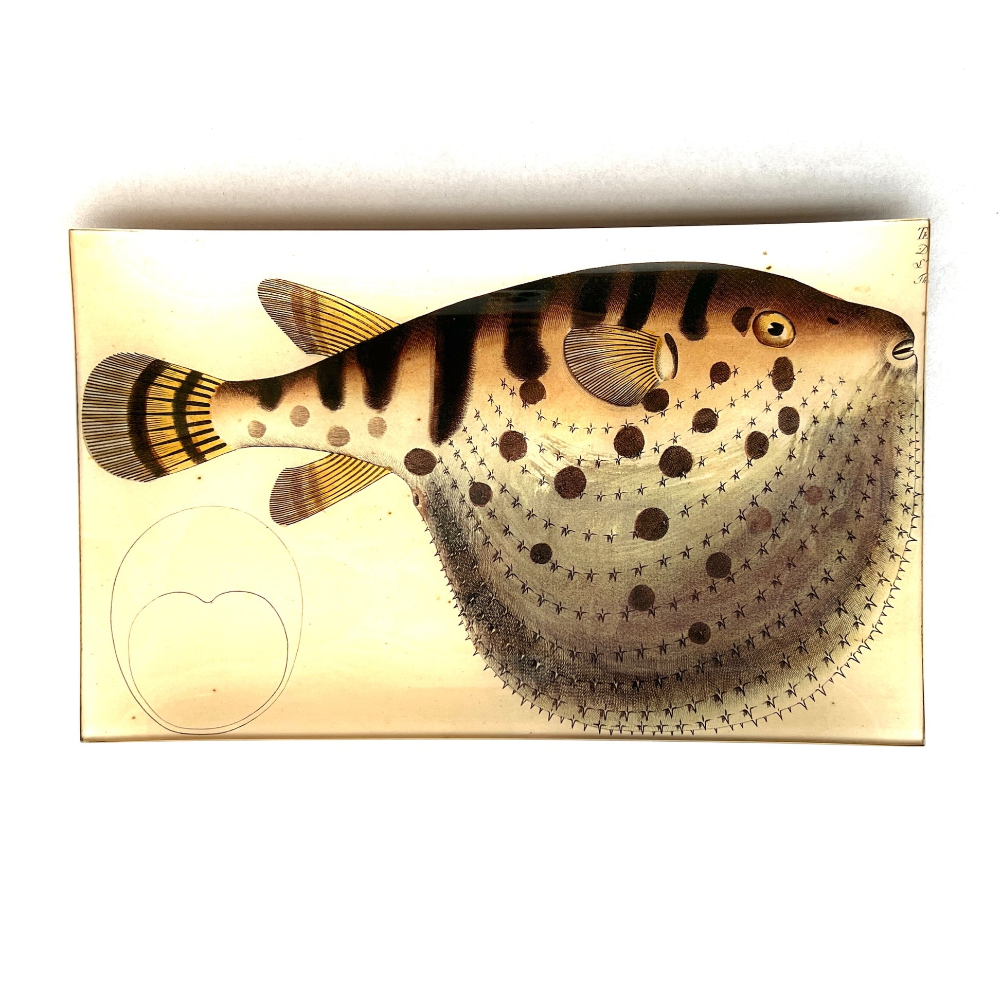 【JOHN DERIAN】デコパージュプレート Puffer Fish