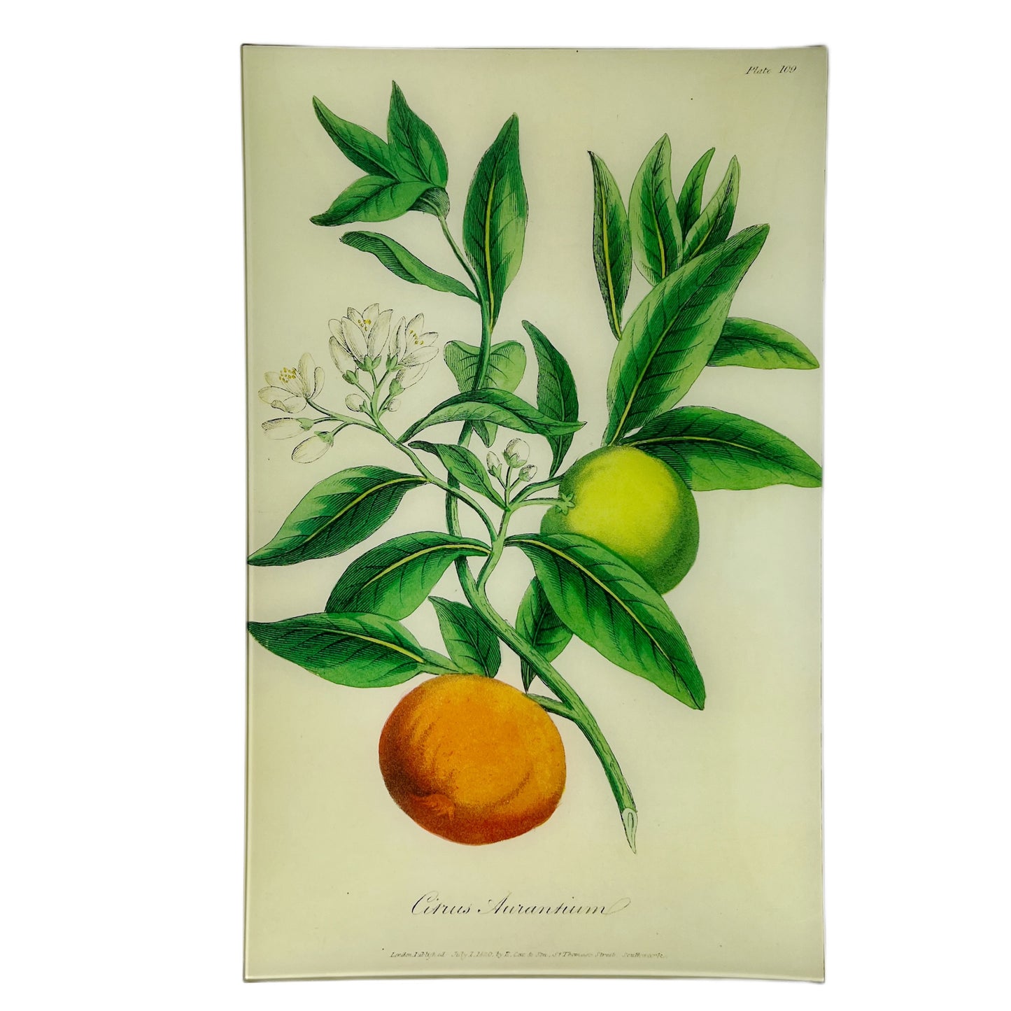 【JOHN DERIAN】デコパージュプレート Bitter Orange - Citrus Aurantium (History of Plants)