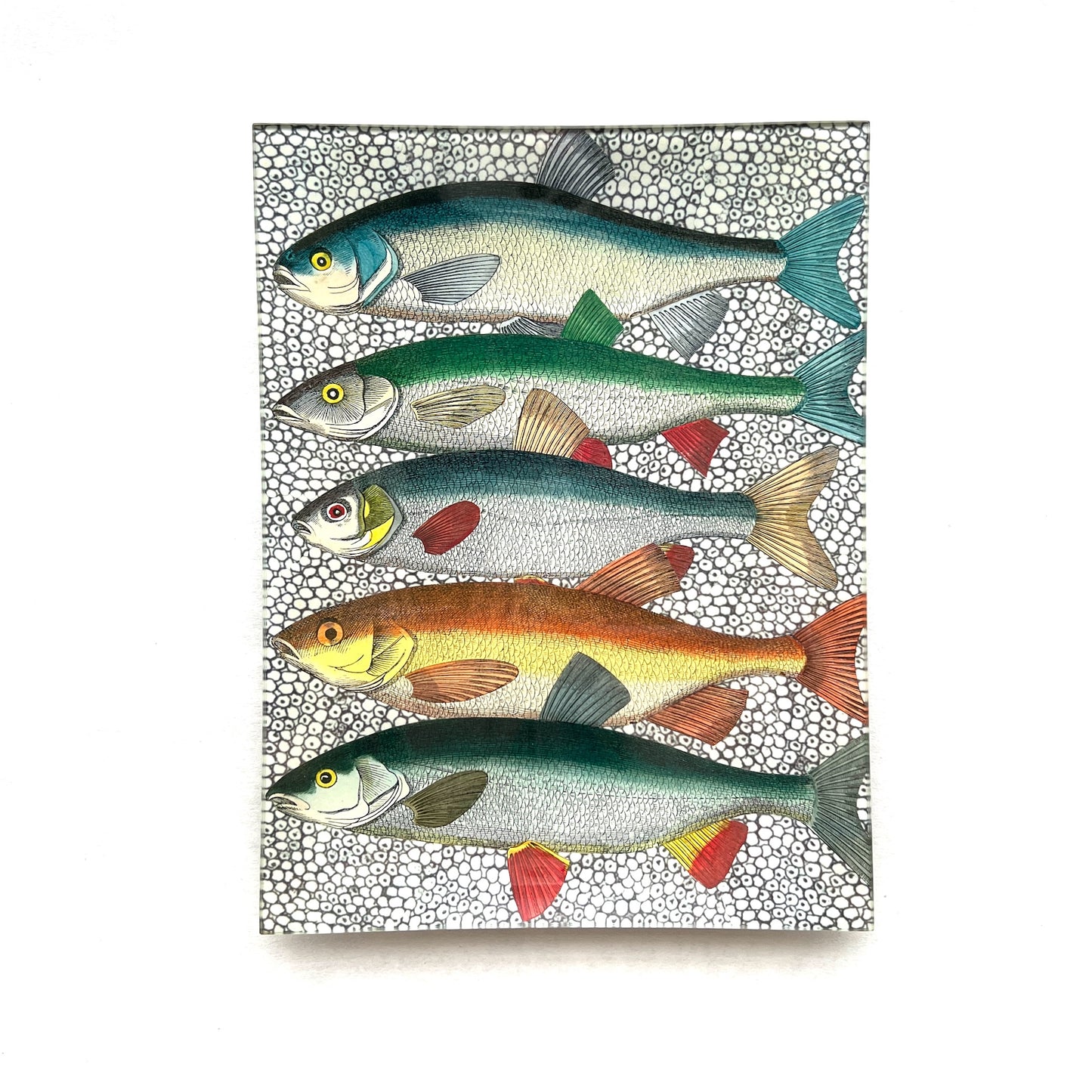 【JOHN  DERIAN】SOME FISH