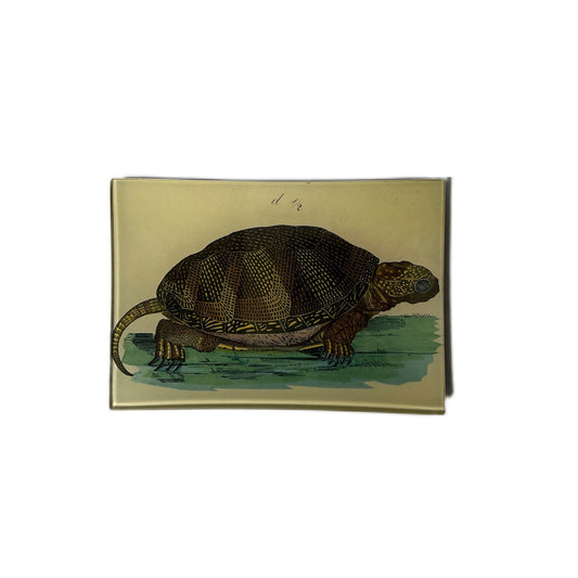 【JOHN DERIAN】デコパージュプレート Turtle