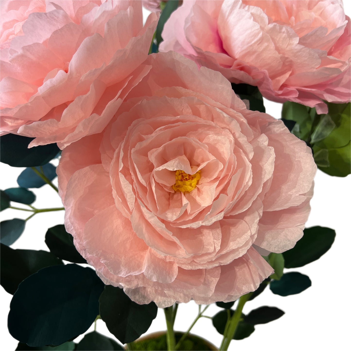 SPECIAL PRICE 【LIVIA CETTI】フロリバンダローズ soft pink