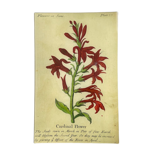 【JOHN DERIAN】デコパージュプレート Cardinal Flower (Floral)